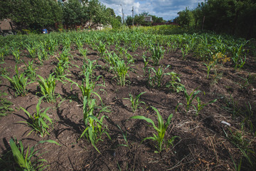 freshly planted tomato seedlings in the vegetable garden, selective focus on foreground