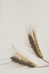 Roggen-/Weizenspitzen auf weißem Hintergrund. Flache Lage, Draufsicht minimales organisches, gesundes vegetarisches Essen und Naturkonzept. © Floral Deco