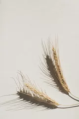 Roggen-/Weizenspitzen auf weißem Hintergrund. Flache Lage, Draufsicht minimales organisches, gesundes vegetarisches Essen und Naturkonzept. © Floral Deco