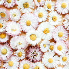 Fototapeta premium Daisy chamomile flower buds background. Flat lay, top view minimal summer floral pattern composition.