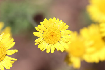 Fototapeta premium Chrysanthème des blés