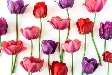 Colorful tulip flowers on white background. Flat lay, top view minimal summer floral pattern composition.