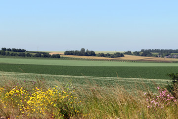 Des champs et des arbres