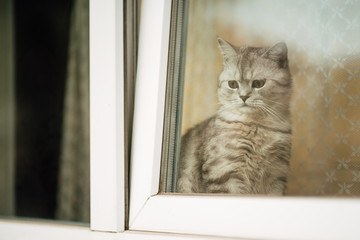 beautiful cat looks out the window