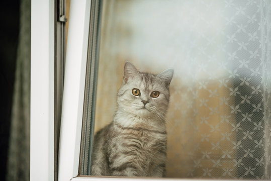 beautiful cat looks out the window