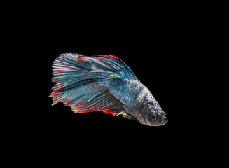 siamese betta fighting with beautiful colors on black background	