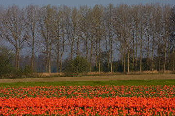 Tulip field in the Netherlands