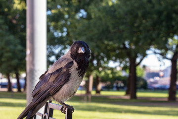 a crow stands on a bench and looks into the lens with interest. Bird in the summer park