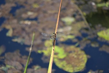 dragonfly on branch over a pond