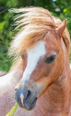 Fototapeta premium portrait of a pony in tthe feild 