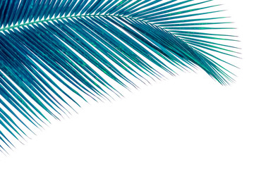 Fototapeta premium abstract background with palm trees