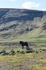 Fototapeta na wymiar Beautiful wild Icelandic black horse with mountains in background