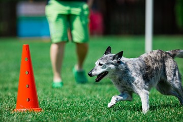 Grey dog running around red cone