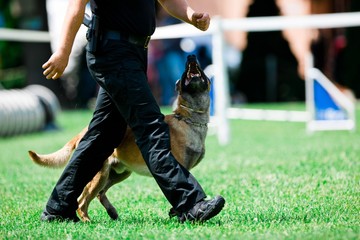 Police dog malinois walks beside police man. - obrazy, fototapety, plakaty
