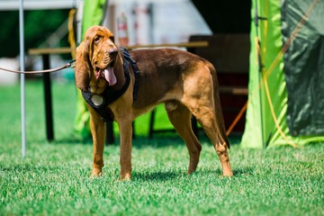 Bloodhound dog on lash - obrazy, fototapety, plakaty