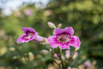 Purple flowers beside my house