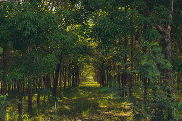 Rubber forest in Thailand, Phuket. Plantation of trees growing in a row.