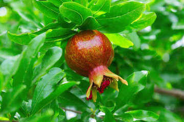 Ripe pomegranate fruit on a tree branch