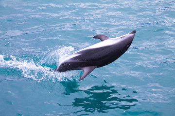 Dusky Dolphin up side down above the sea jumping in Kaikoura