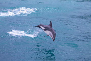 Dusky Dolphin jumping in the sea at Kaikoura