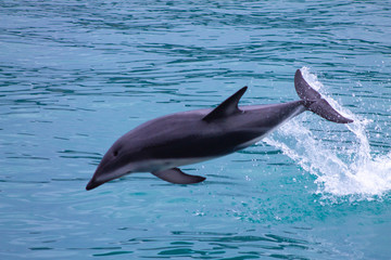 Dusky Dolphin jumping out of the sea