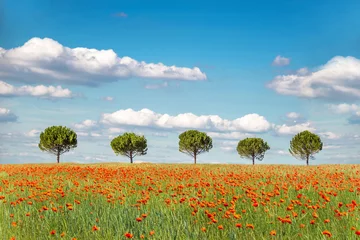 Gordijnen Row of five trees in an organic wheat field with poppies © Delphotostock