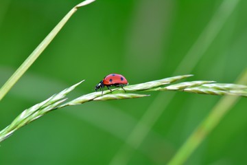 Ladybird on plant  in green nature