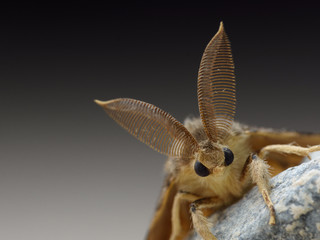 Gypsy moth detail, lymantria dispar - obrazy, fototapety, plakaty