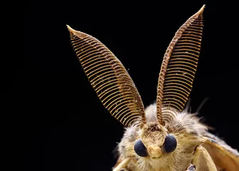 Foto op Plexiglas Gypsy moth detail, lymantria dispar © pedro