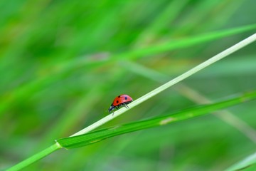  Red Ladybird on plant in green nature  with many copy space
