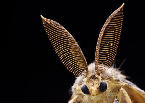 Gypsy moth detail, lymantria dispar - Powered by Adobe