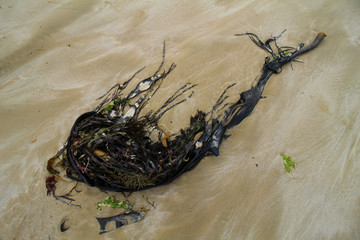 Seaweed on the beach creates a nice color palette