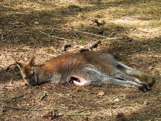 Sleeping female kangaroo with infant in the bag, beautiful animal
