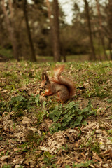  Little squirrel in the forest