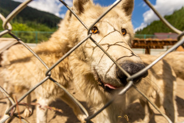 close-up of arctic wolves in a contact park