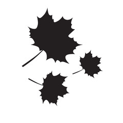 black autumn leaves silhouette in the white background
