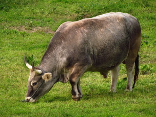 Bull on hare krishna farm, indian breed on the pasture