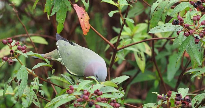 Pink-necked Green-Pigeon - Treron vernans species of bird family, Columbidae, common in Southeast Asia, from Myanmar and Vietnam south through to islands of Indonesia and the Philippines.