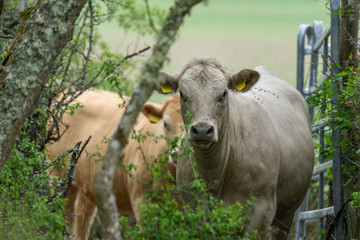 Obraz na płótnie Canvas Pale cow standing in lush green foliage