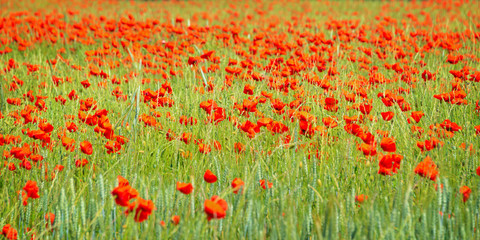 Fototapeta premium Field of organic wheat with poppies