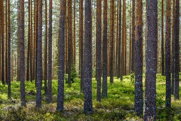 Swedish pine forest in summer sunlight