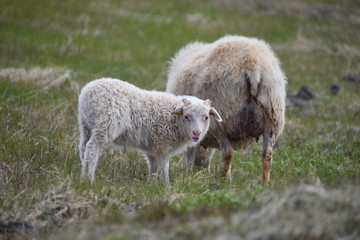 Icelandic sheep standing in green grass in Iceland