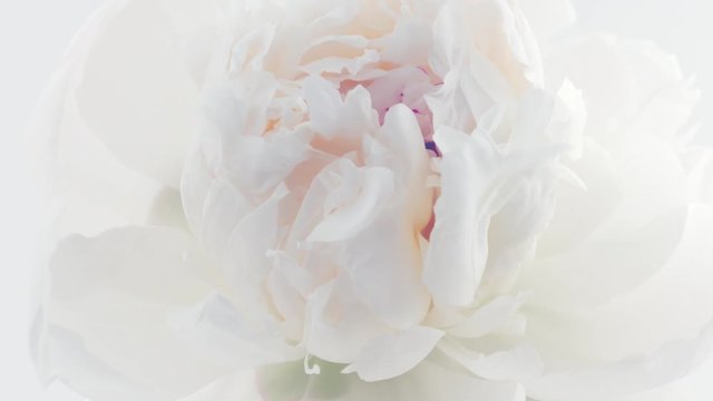Peony. Beautiful white Peony opening background. Blooming peony flower closeup. Timelapse 4K UHD video footage. 3840X2160