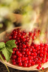 Harvest red currants. Ripe berries on a plate. Summer. Vertical. Place for text