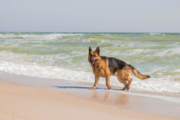 German Shepherd on the beach in the blue ocean (sea). Sunny summer day. Vacation and travel with home pet.