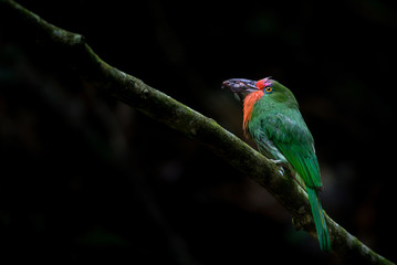 Red-bearded Bee-eater Cicada in the mouth on the branches in nature
