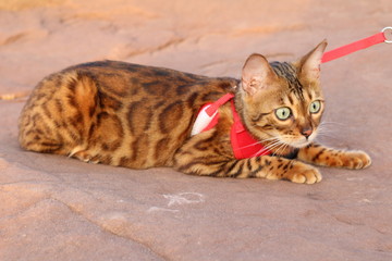 Fototapeta premium Stunning exotic leopard cat with gorgeous fur 
