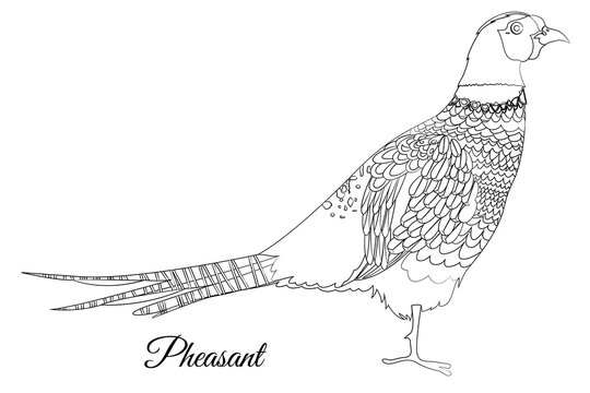 pheasant bird coloring. Vector outline image