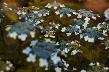 紫陽花
