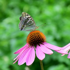 Echinacea mit Schmetterling